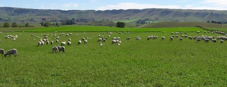 Lucerne at Kinburn, lambs grazing.
